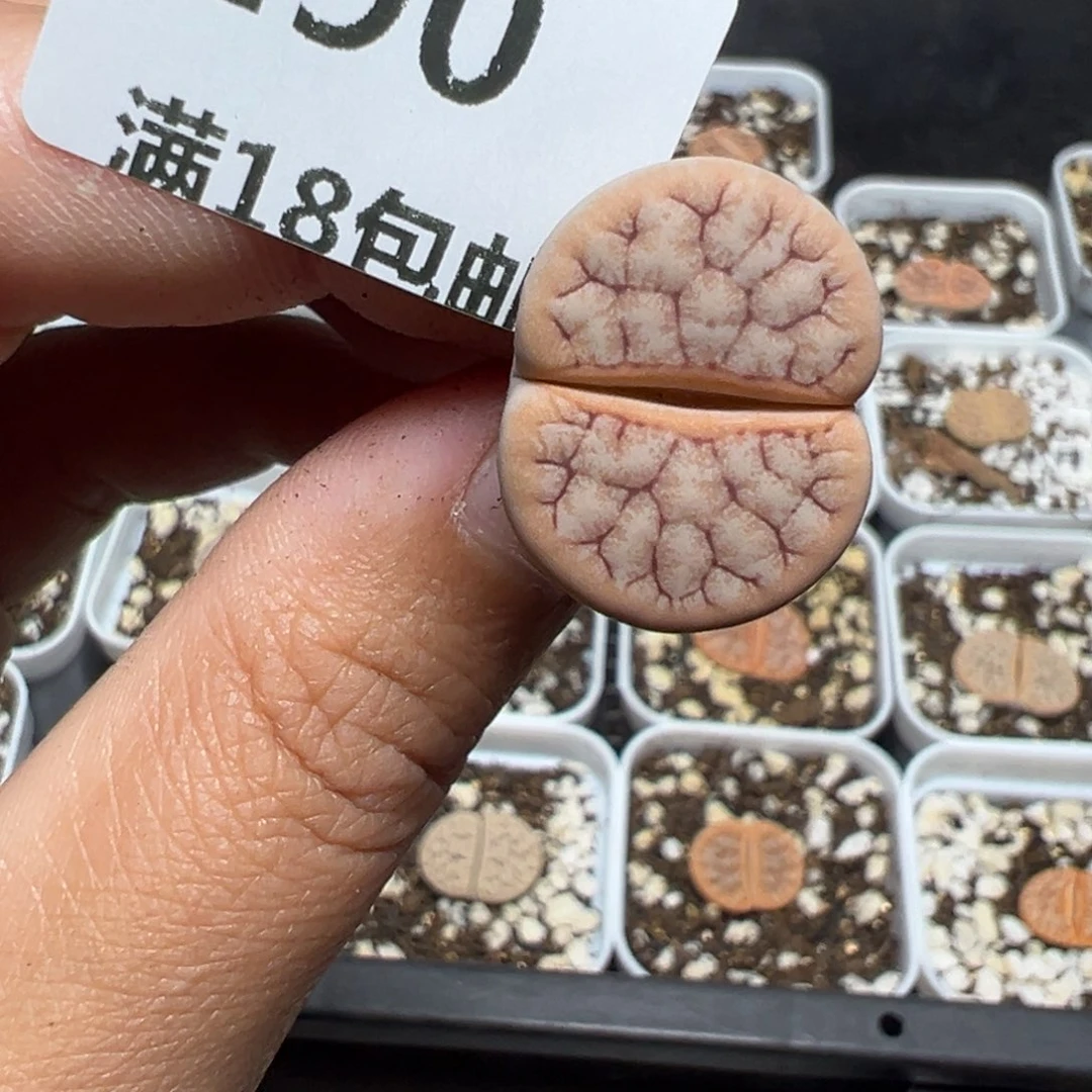 【闪购商品】290……