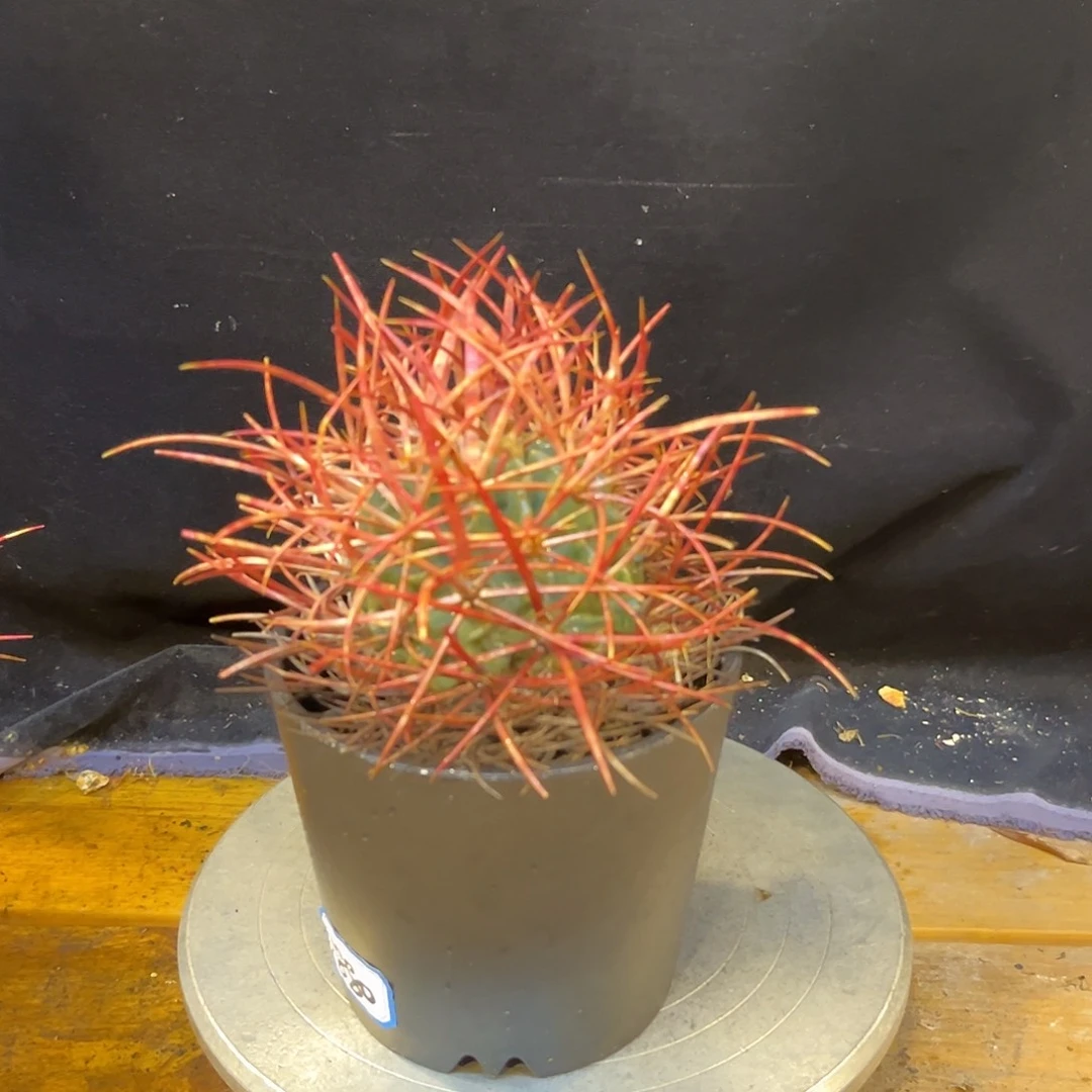 汤圆植物大龙冠好看