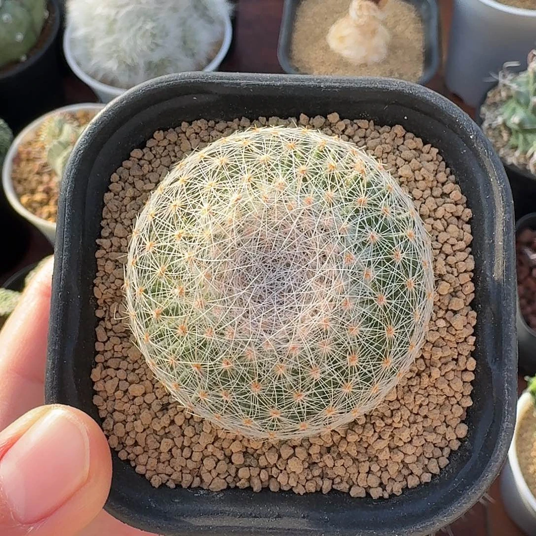 白绢丸仙人球42435