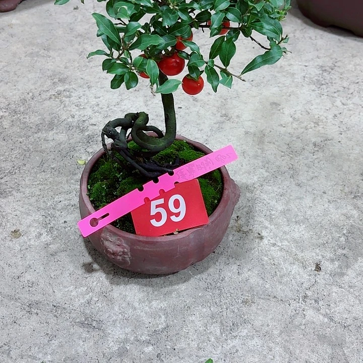 逢***刻无花朵金弹子盆景树