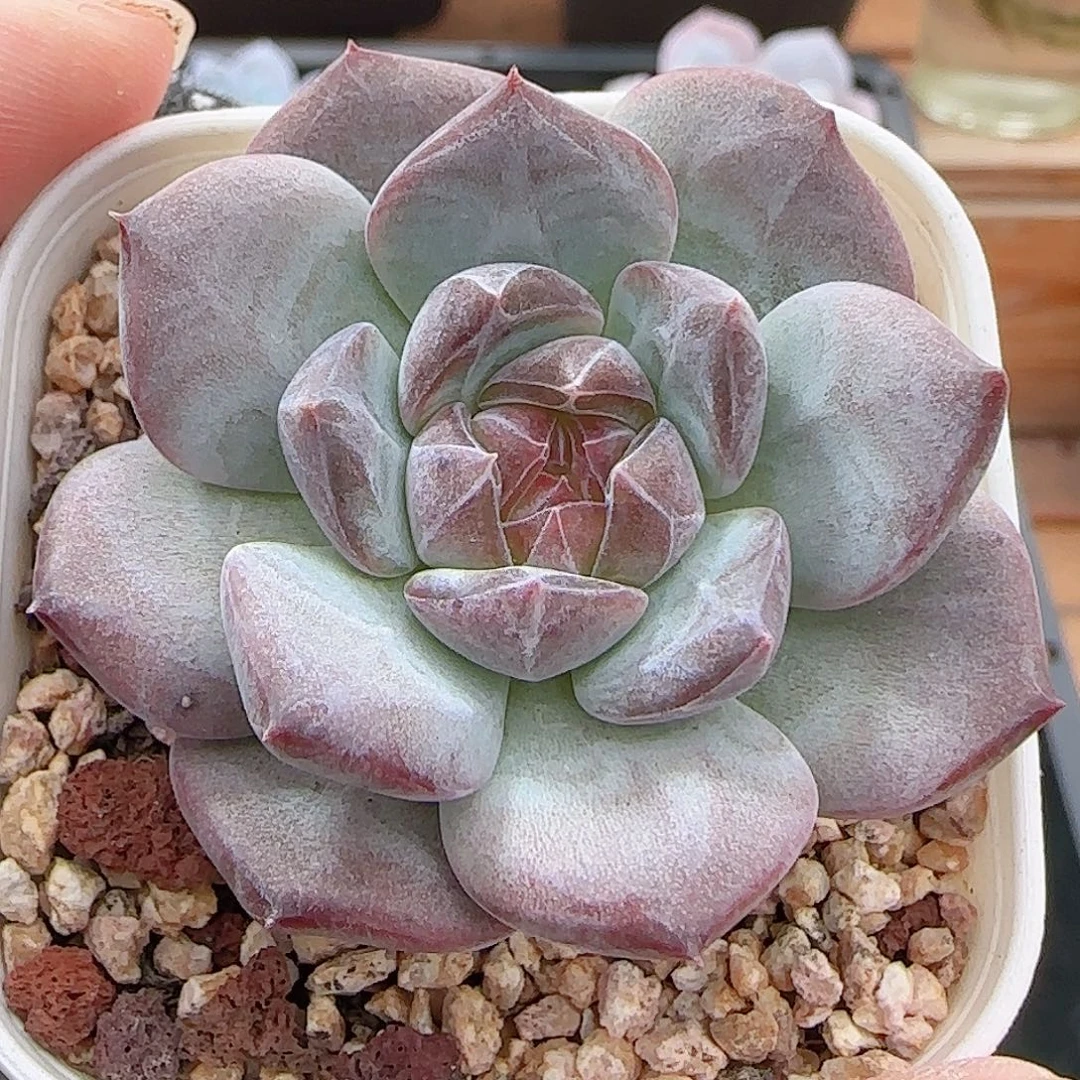 多肉0925--190琥珀天使珍妮