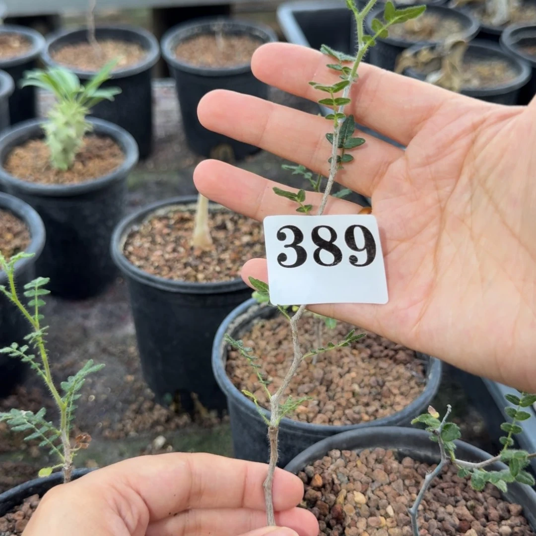 M***t滔天橄榄一物一拍多肉植物