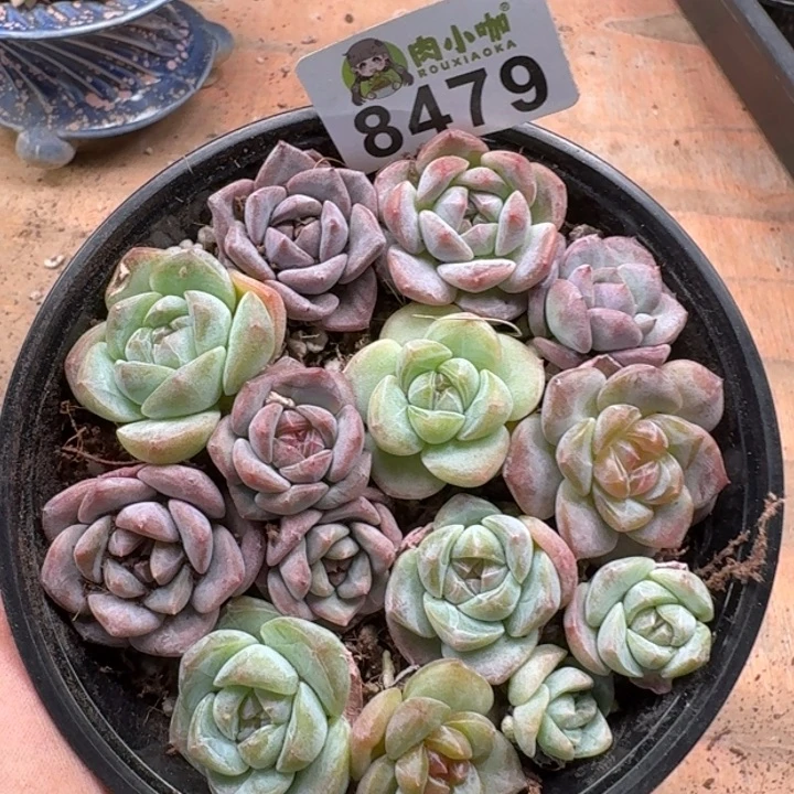 多肉植物多肉植物