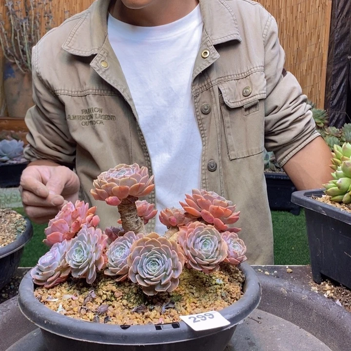 孔***控299号天赐多肉植物
