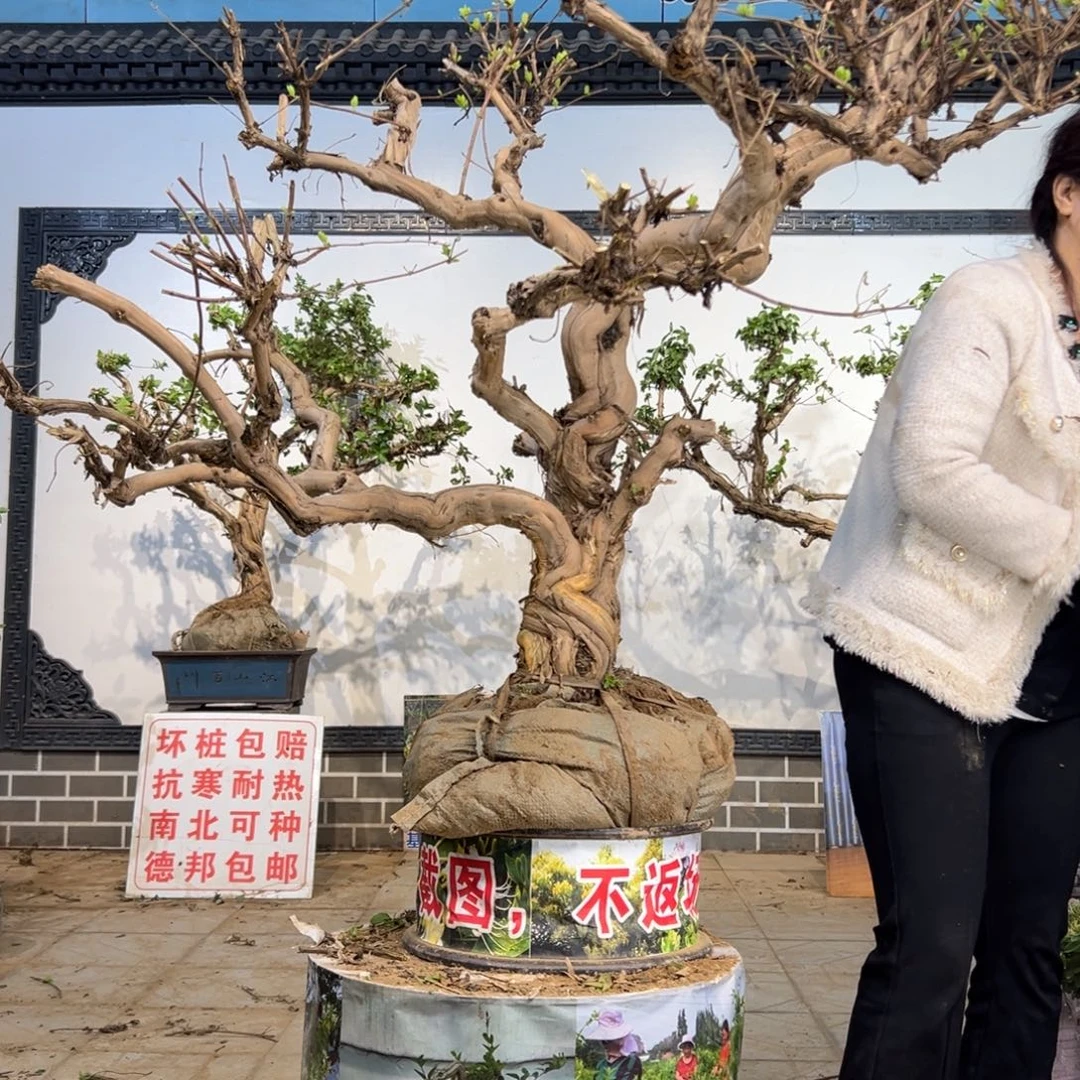 无花朵金银花88888