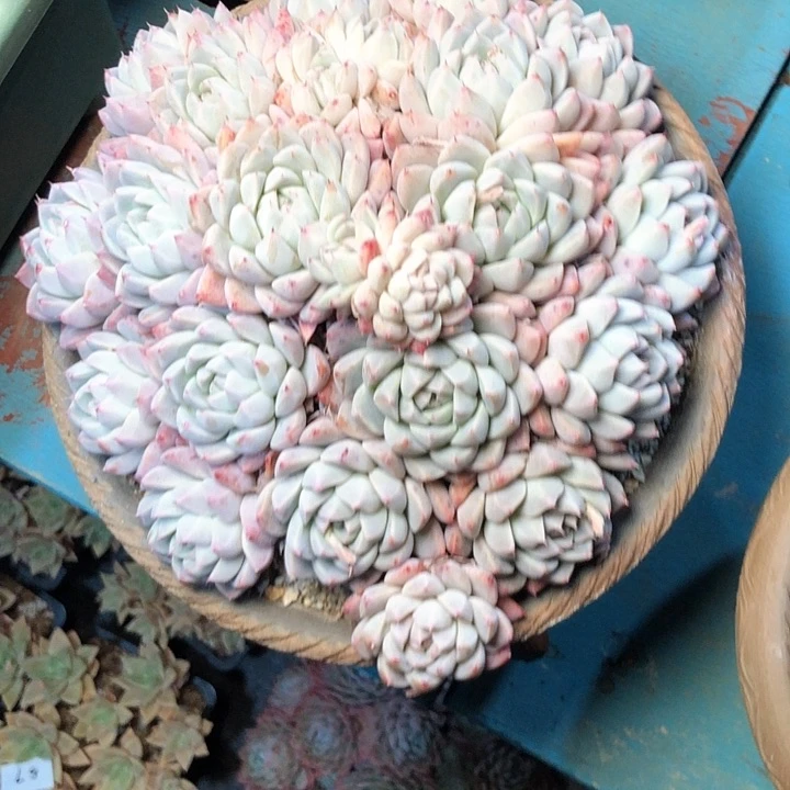 阳**丽59/////////////////