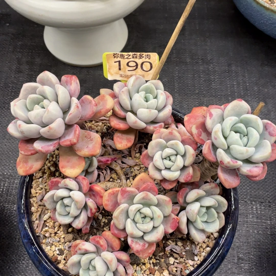 弥鹿之森一物一拍