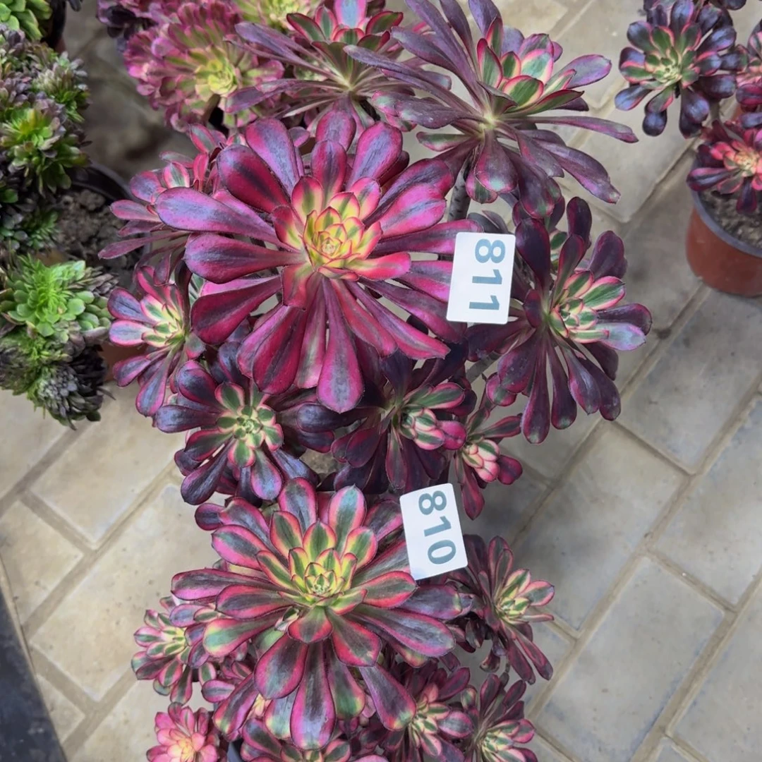 李****多肉植物810811香奈儿。