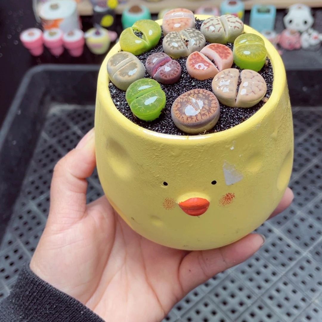 w3876 带盆土发货-零下地区拍保温箱