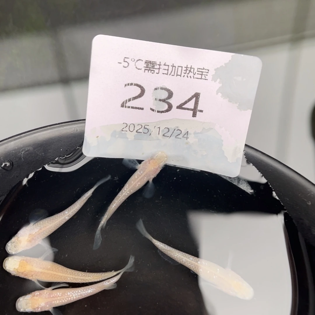 青鳉鱼234白雪公主五尾