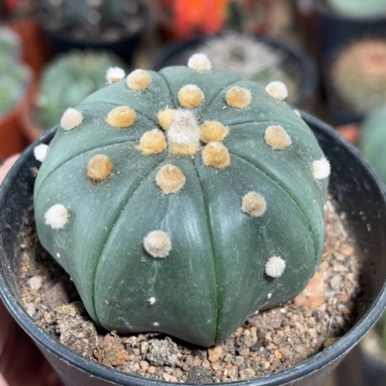 完全开放实生琉璃兜