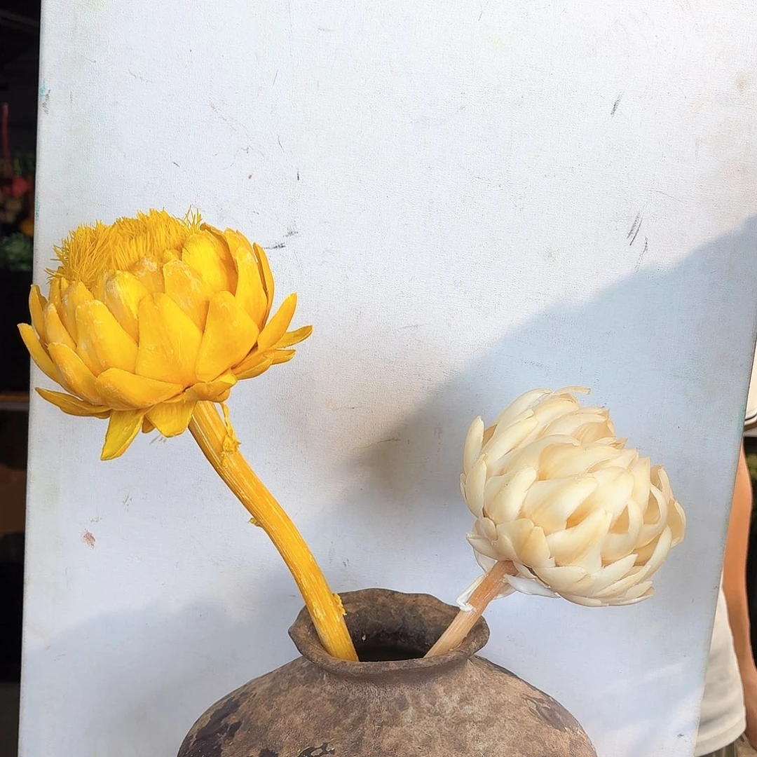 完全开放D81 白黄2枝