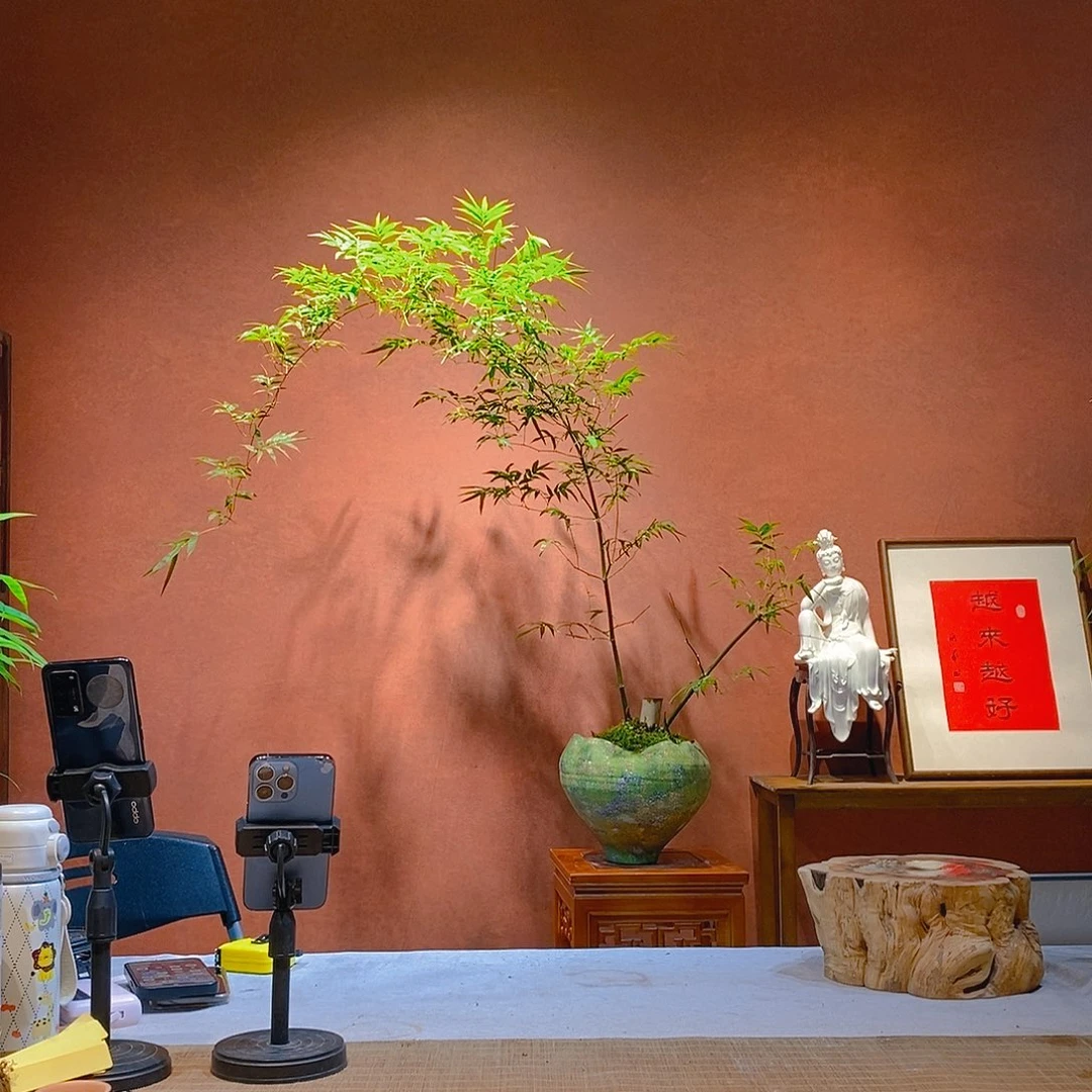 2***饭无花朵老桩精品竹盆景作品