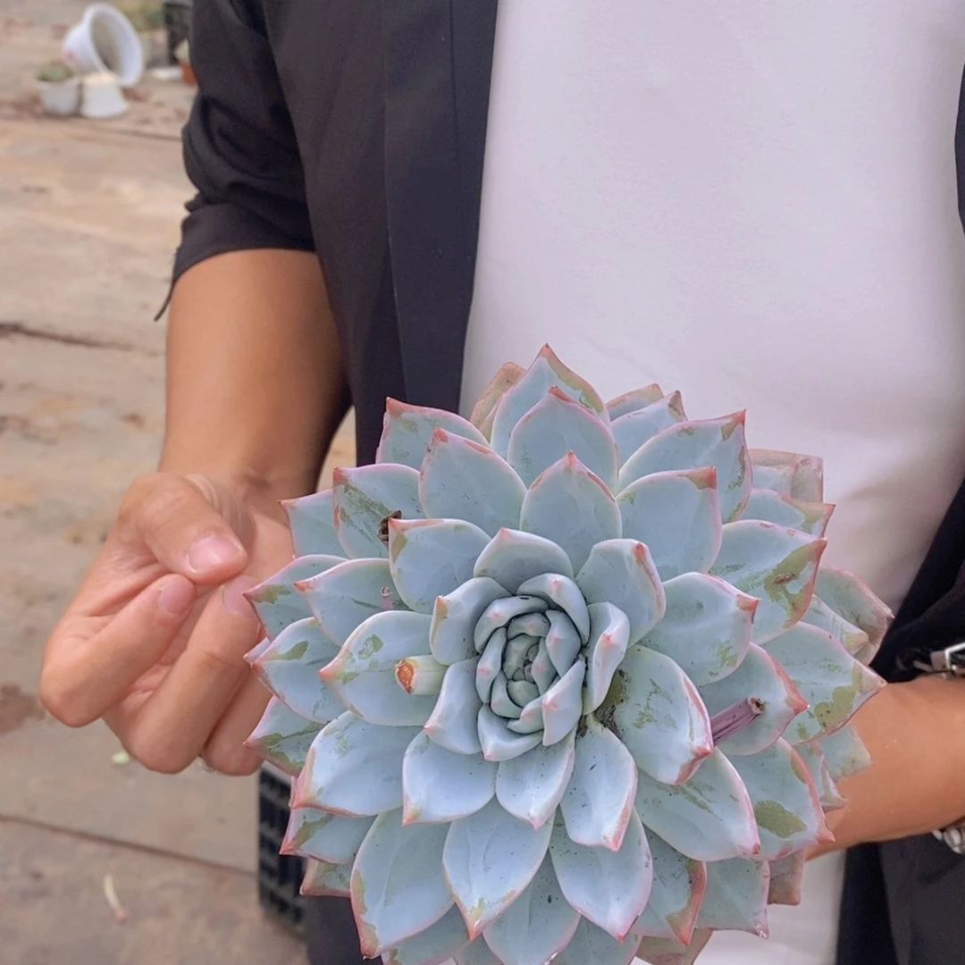 大单头粉蓝鸟一盆