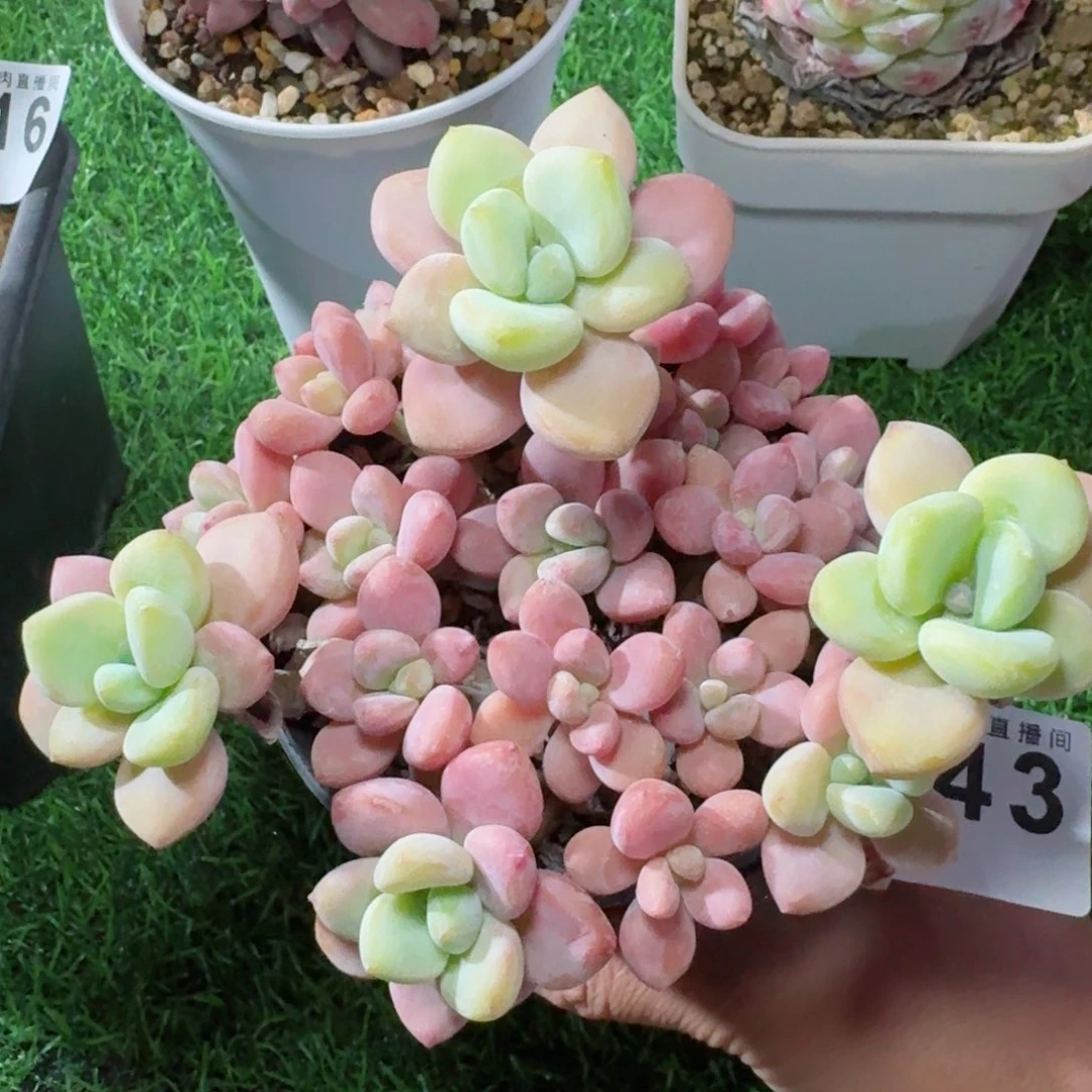 老桩洛神      愿你一路坦途，乘风破浪展宏图