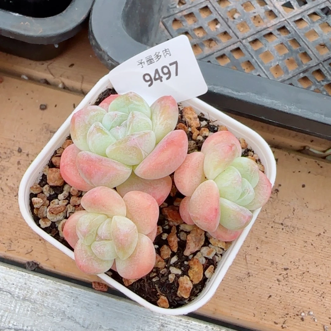 白底奶油冰玉，9497多肉植物