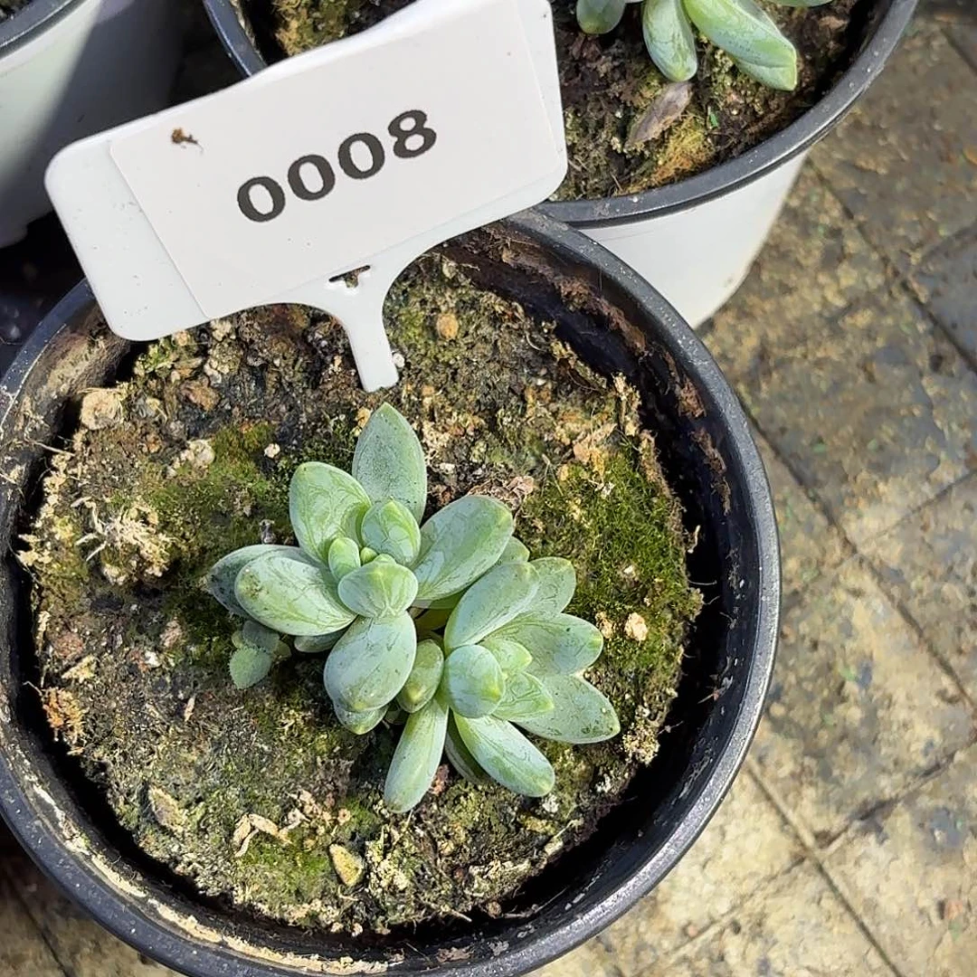 阿蒂斯托133466777777788888