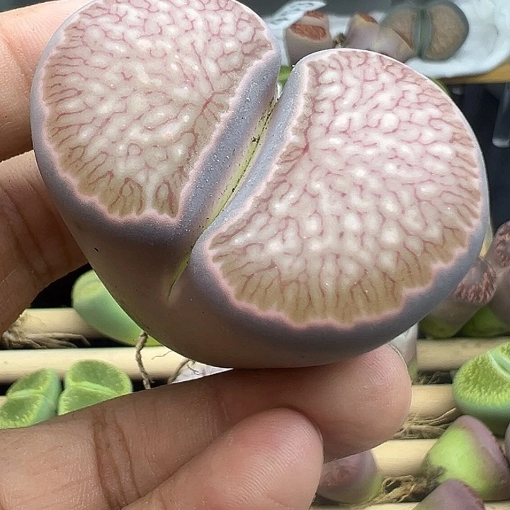 就*紫458巨型美菊福利11111111