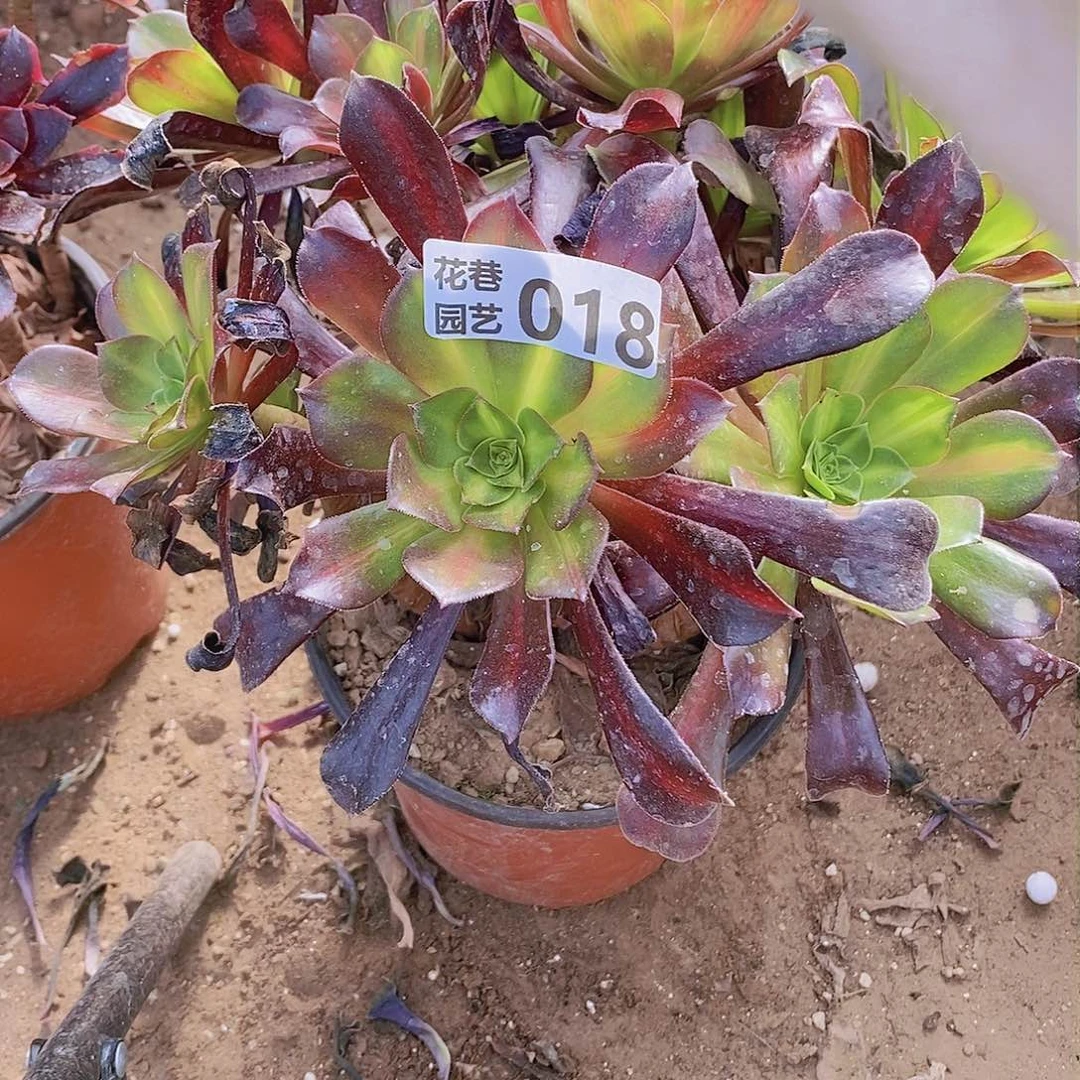 18 号20元包邮不包断枝年后发货