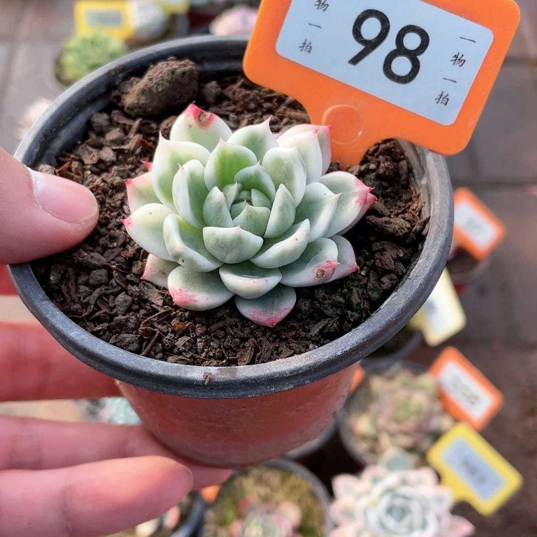 【闪购商品】98号的