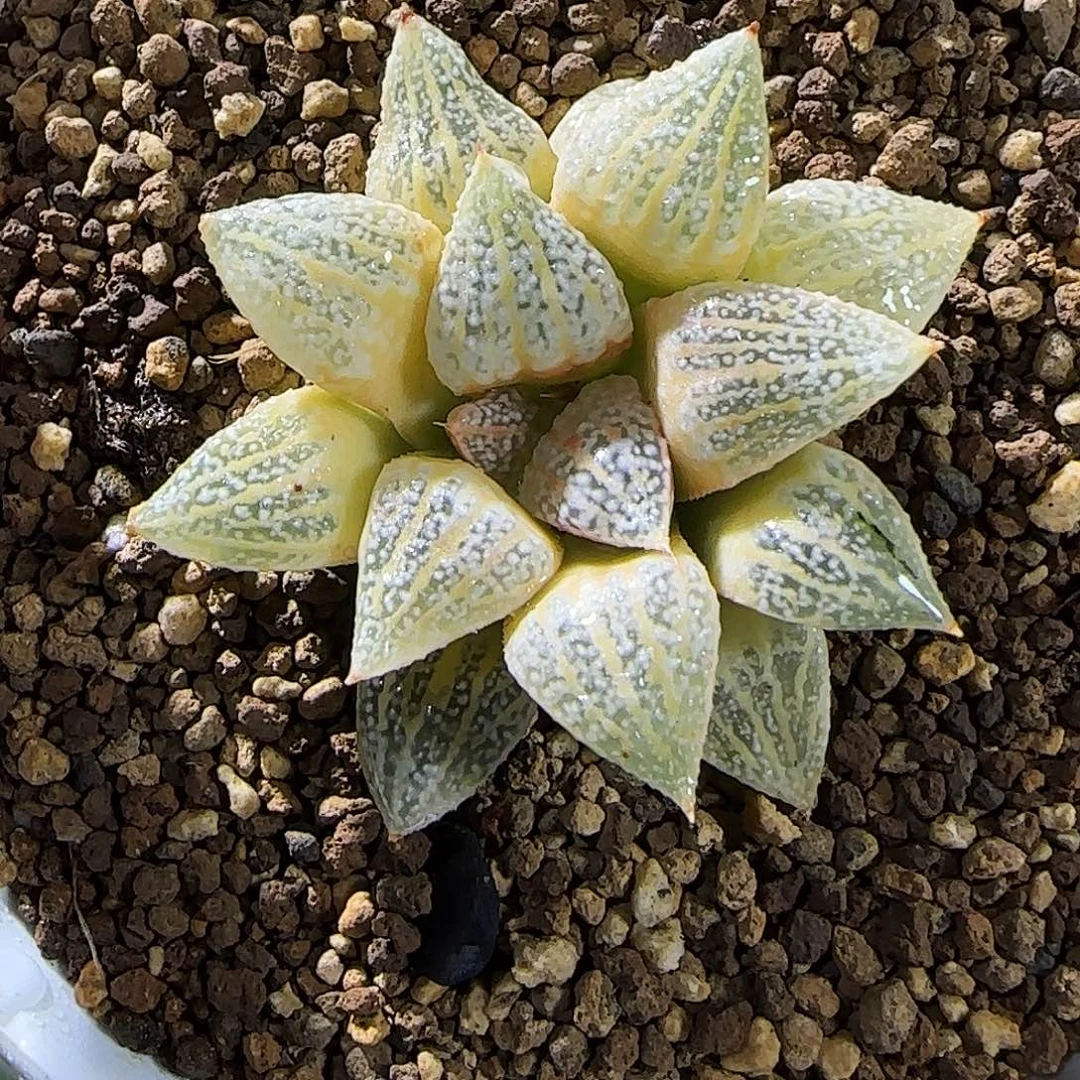 565号糊斑实生白银锦 4.6 繁殖 7厘米左右一物一拍带盆发货