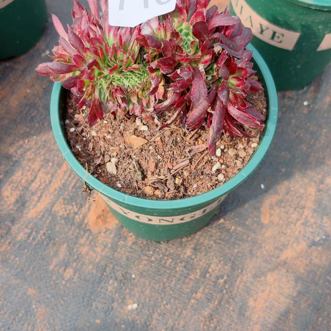 我718 号多肉法师植物特价