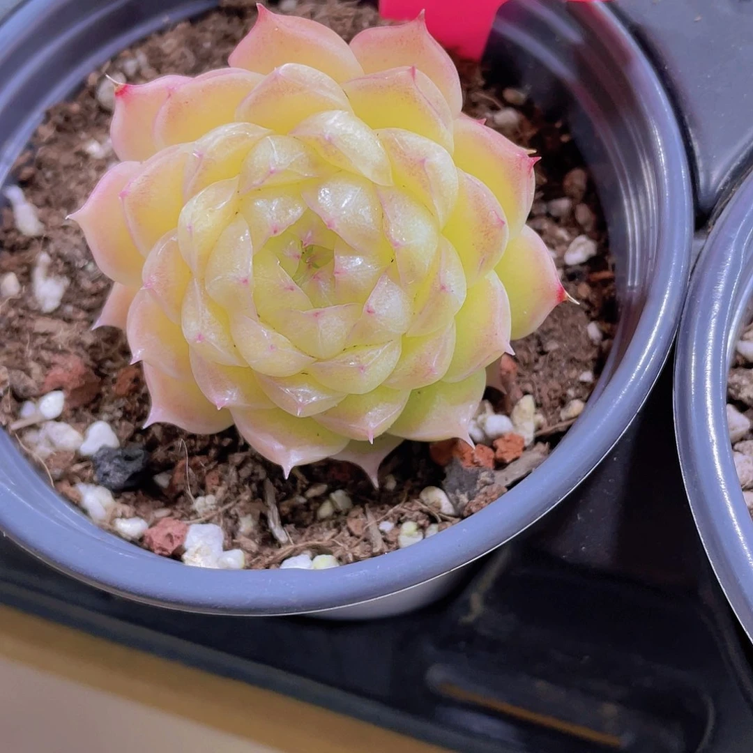 1143号 睫毛包包麦秆