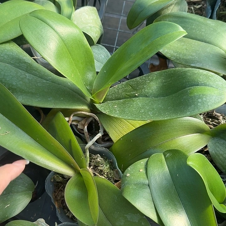 完全开放实生剪梗苗3棵组合