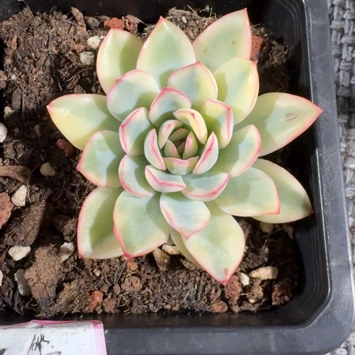 雨燕座一物一拍好看