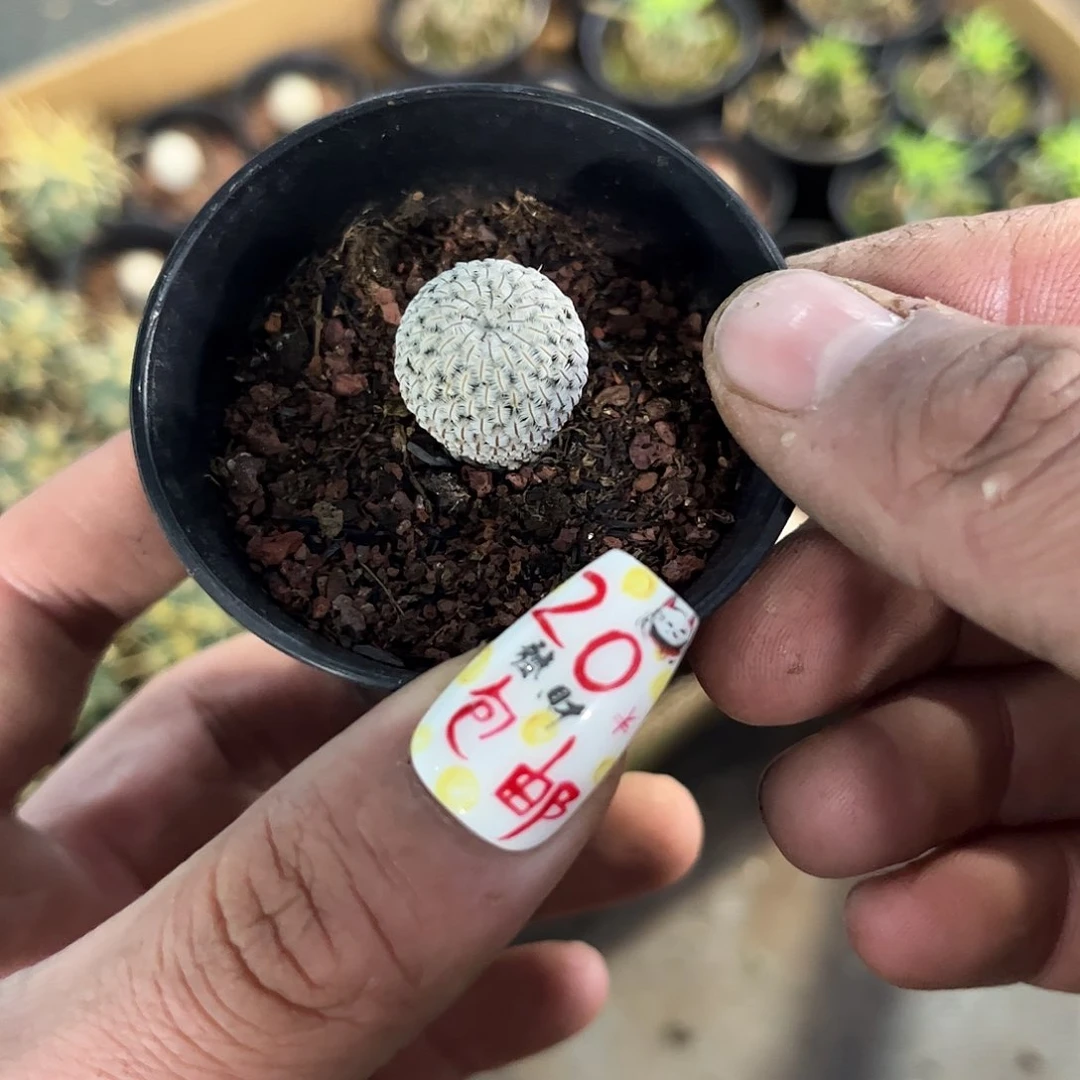 白鞋子单头发货有根发货
