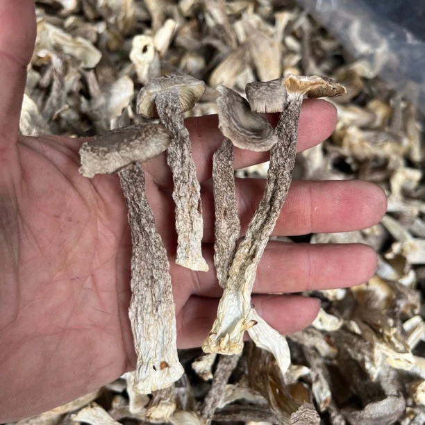 25年新货鹿茸菇干货无硫磺熏染炒腊肉农家特产炖汤鲜香