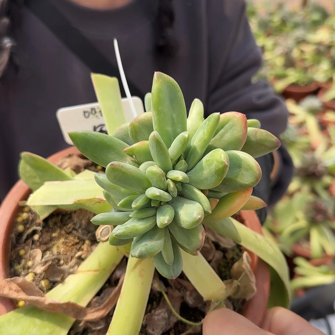 042号杂缀58.8        肉