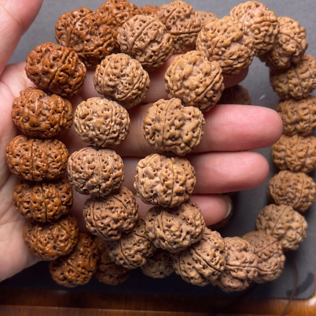 菩提8号金刚菩提3条