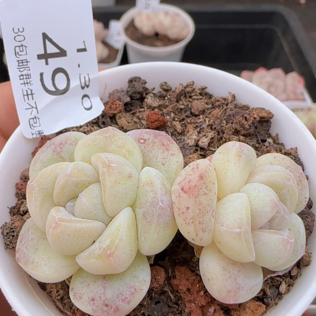 小脸冰玉一颗脱土发货