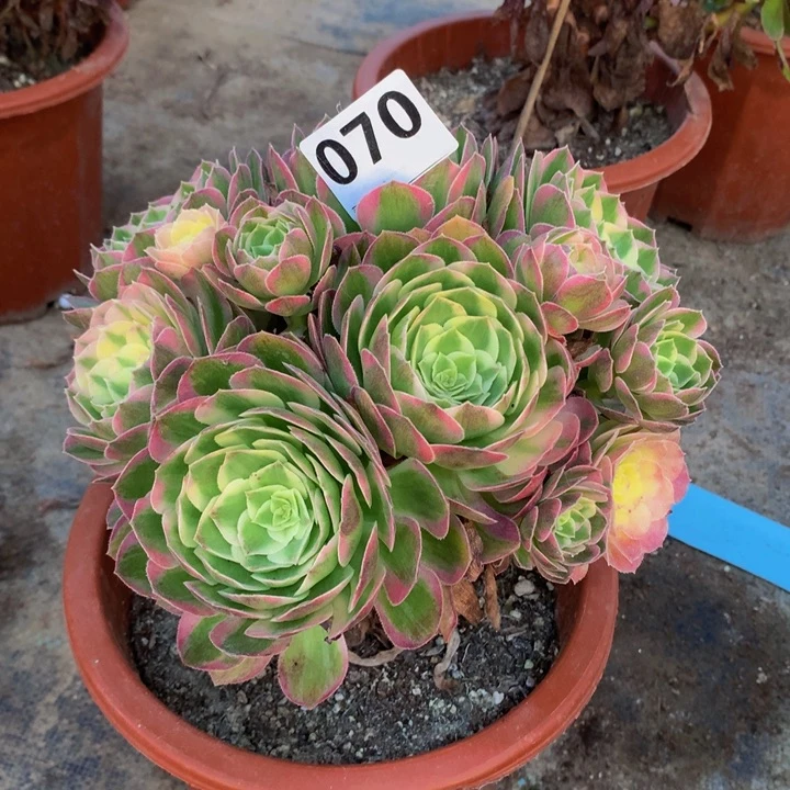 风***痕070海王锦。