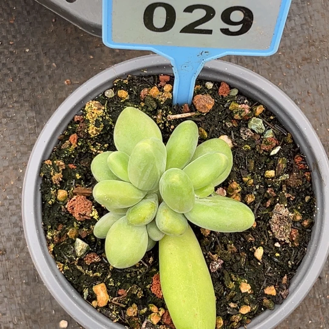 多肉植物芒果奶群029