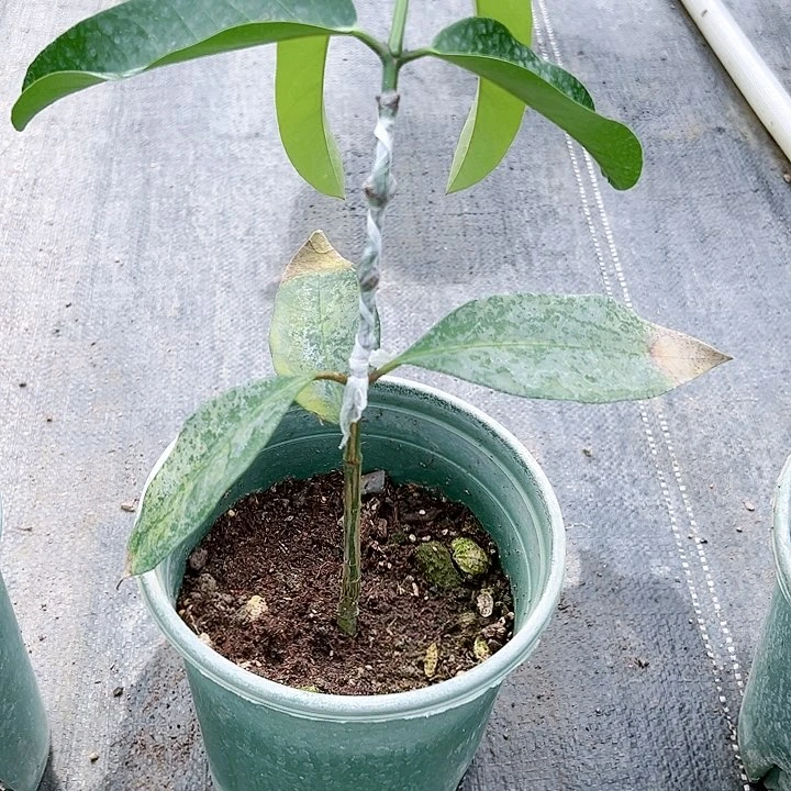 然***师42457888888888888888888