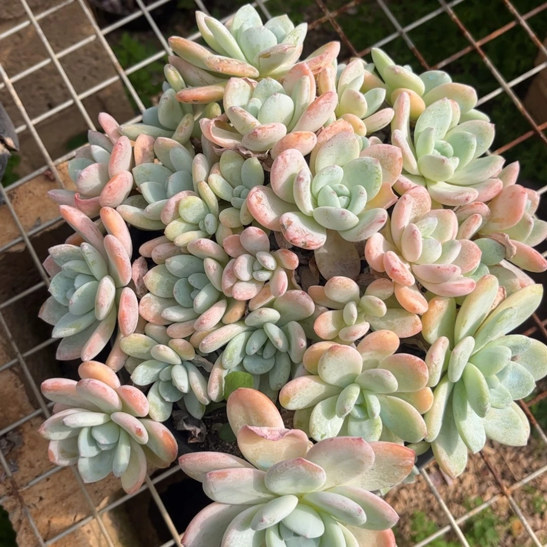 新疆西藏内蒙不发货，冷香