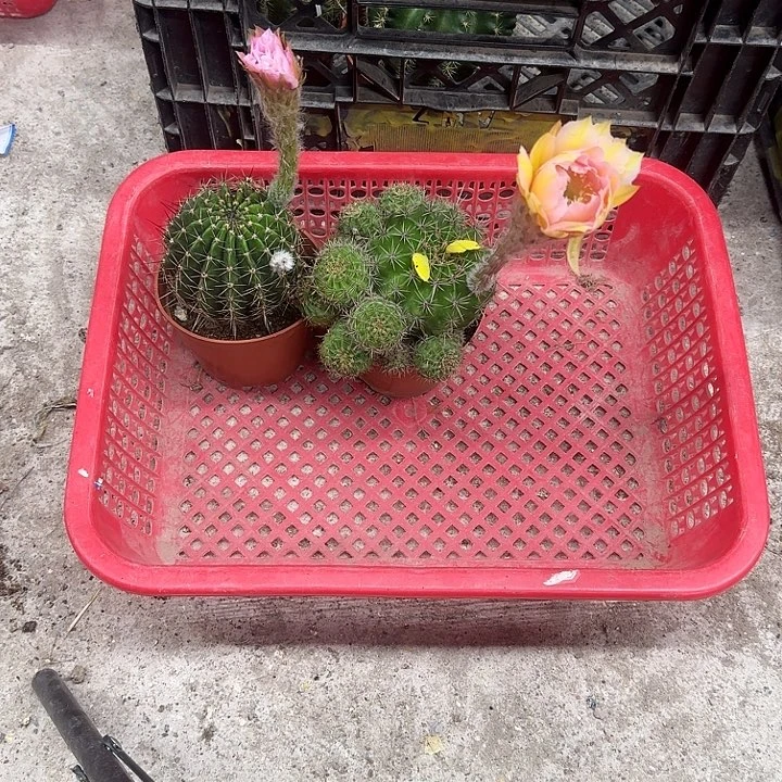 一***行无花朵彩草哈哈哈哈哈哈哈哈