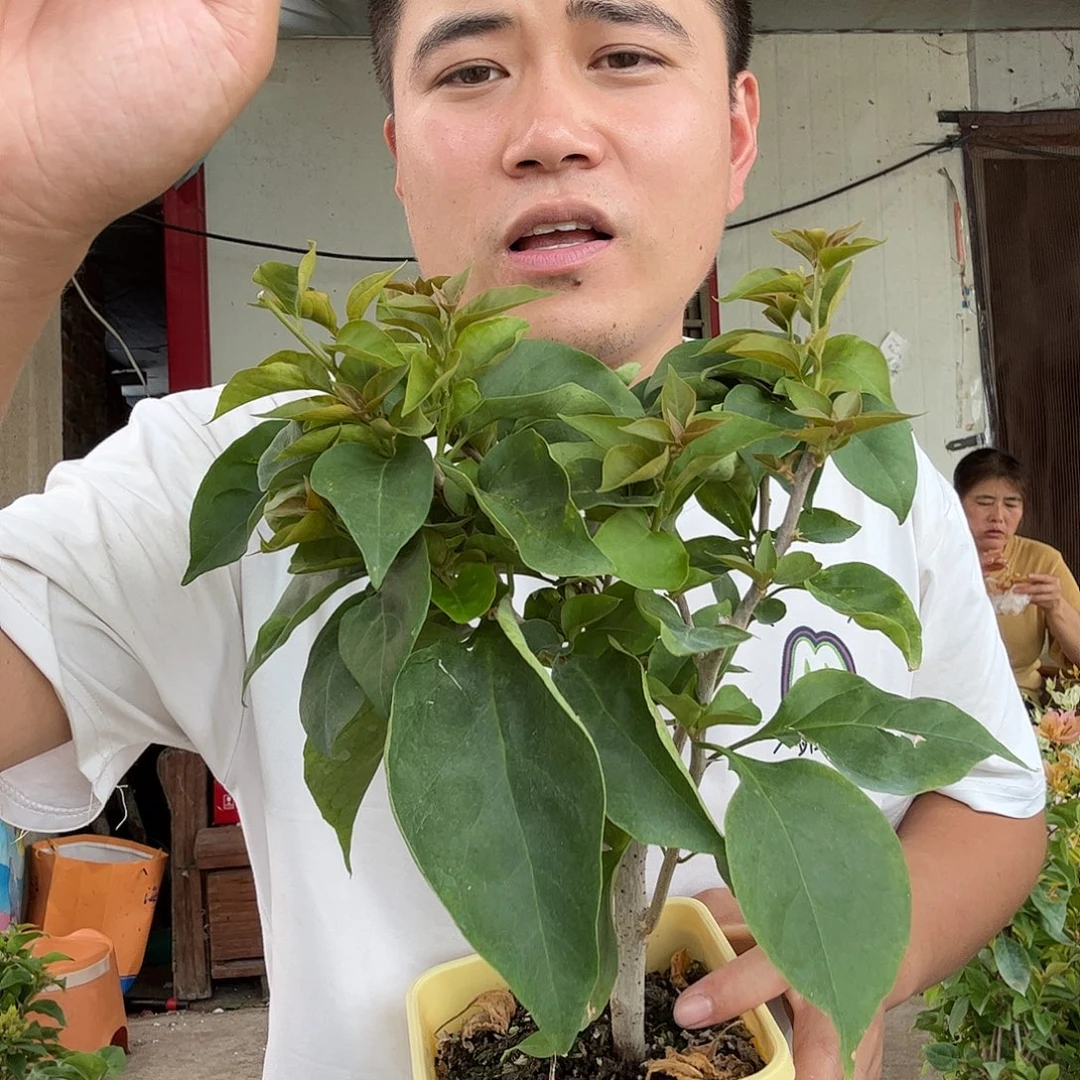 完全开放钱彩虹随机发