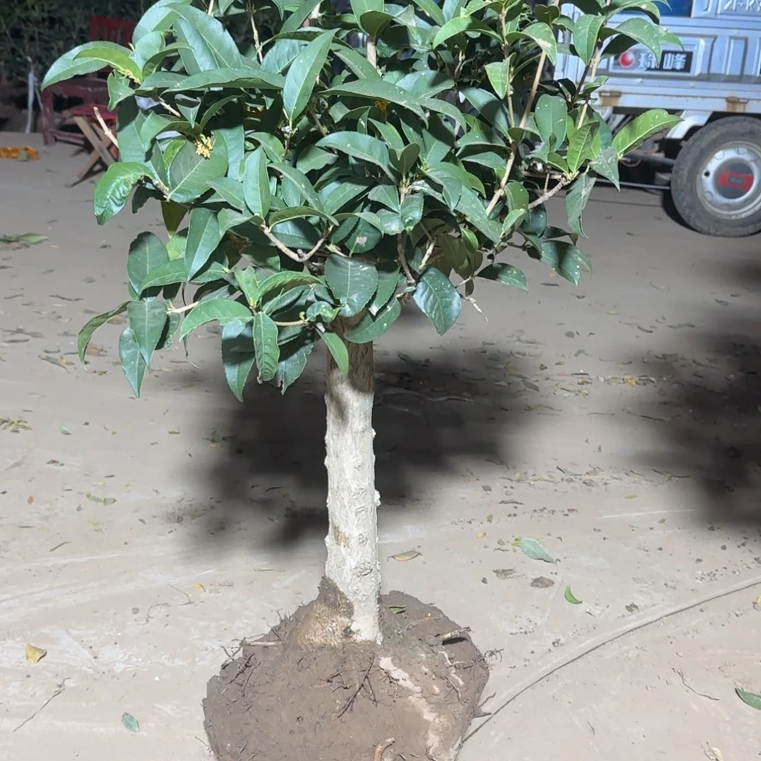 沂***人无花朵桂花。四季桂系列