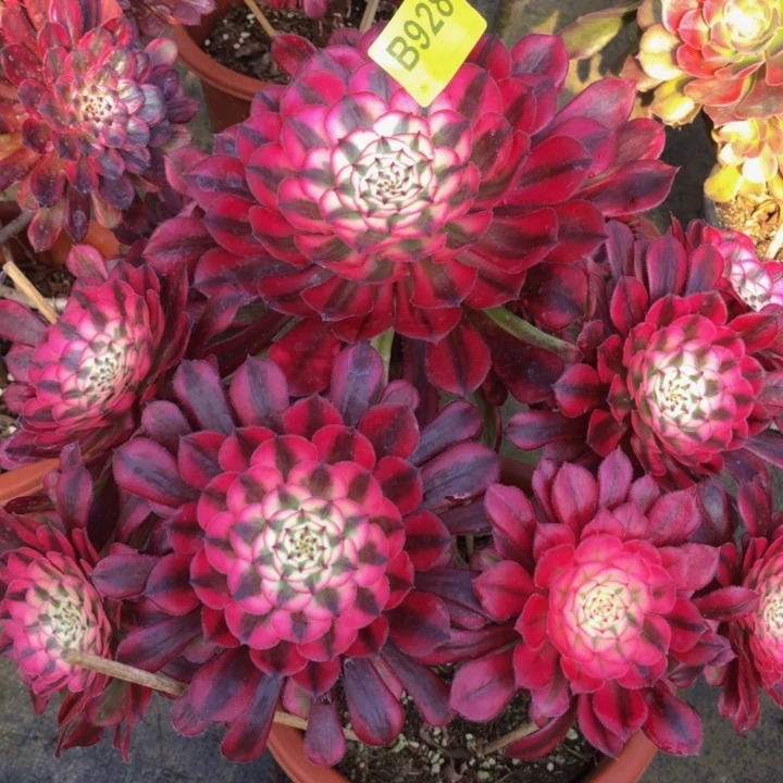 红同白多肉92800000000000