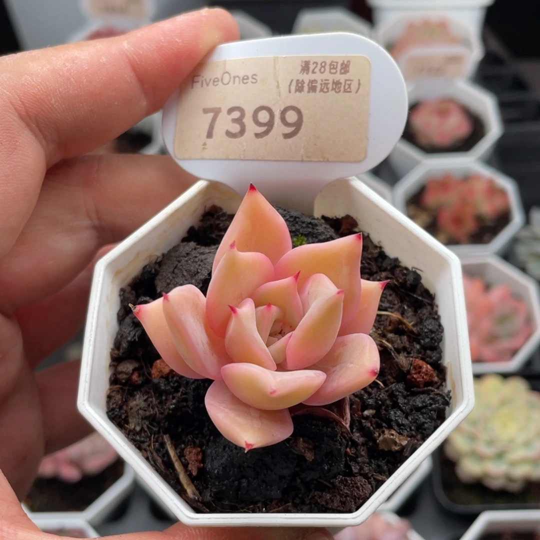 饺子皮7399-4.5厘米