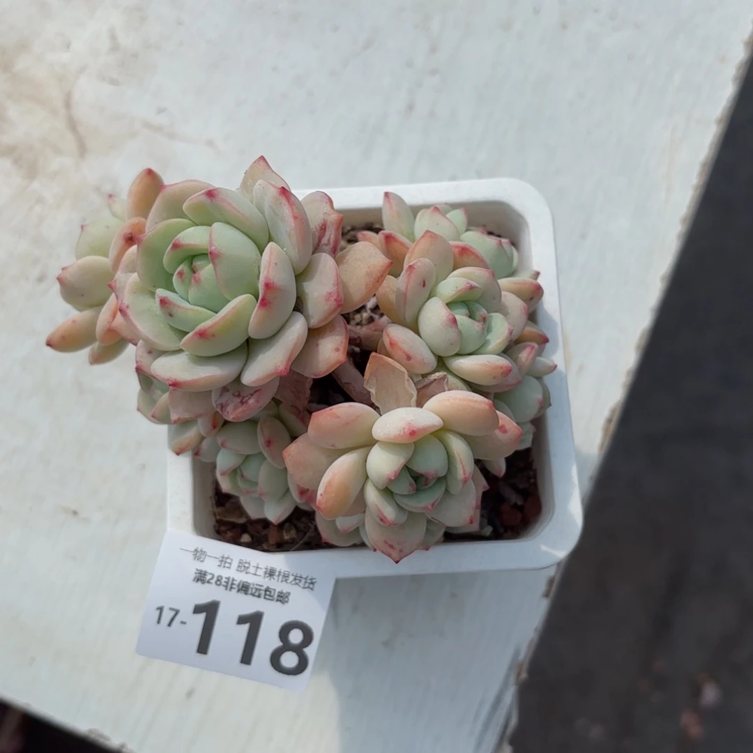 香草老桩多肉多肉