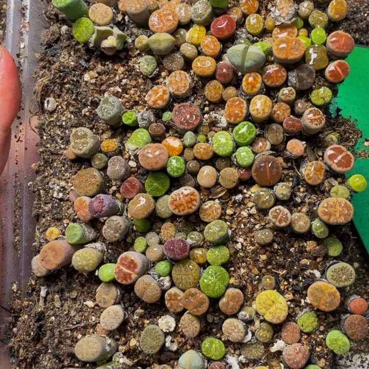 Y***K多肉植物的生长发育74