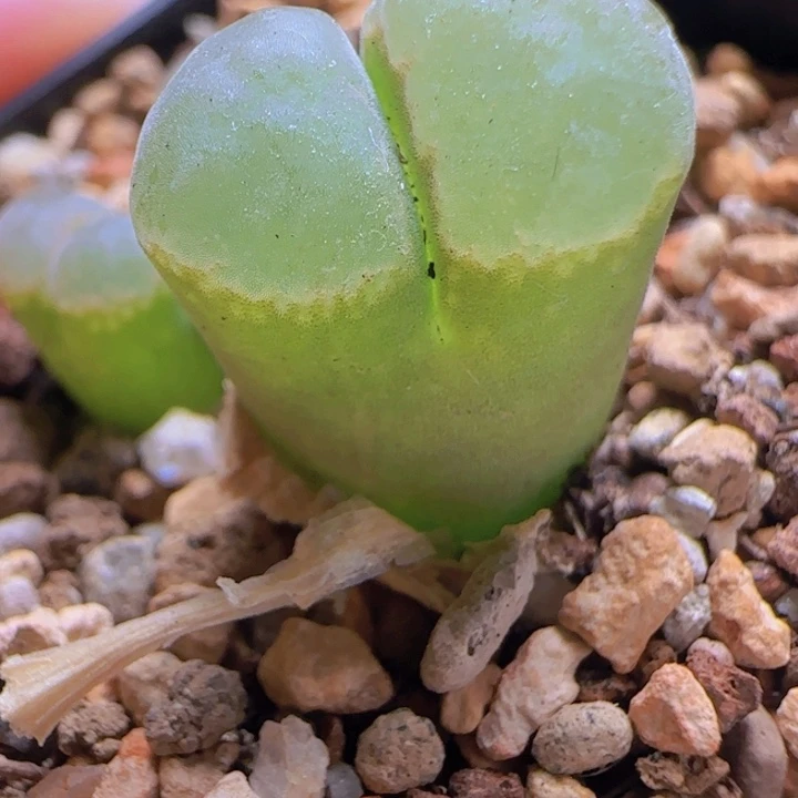 1-4优选风铃三头