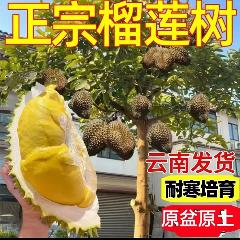 猫山王金枕头榴莲苗耐寒耐热新品种矮化南北方均可种植榴莲树苗
