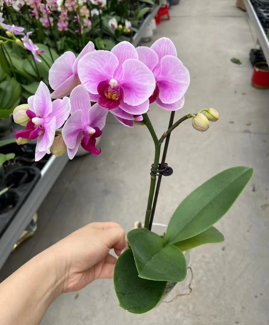 蝴蝶兰【宝贝】单花剑 蝴蝶兰 第二名 花色鲜艳 广州基地直发