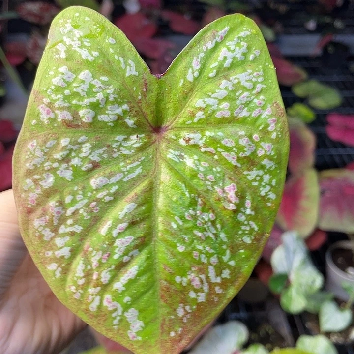 无花朵乘月泰彩养定