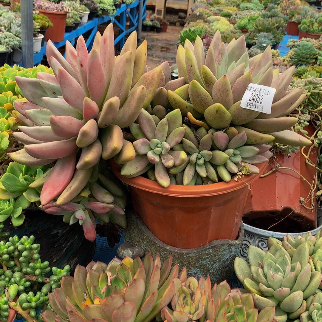 戏***水桃花源24053多肉多肉